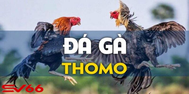 Thông tin sơ lược về đá gà Thomo SV66
