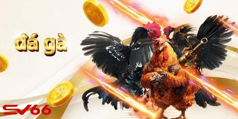 Chú ý cần ghi nhớ khi tham gia chọi gà Thomo trực tuyến