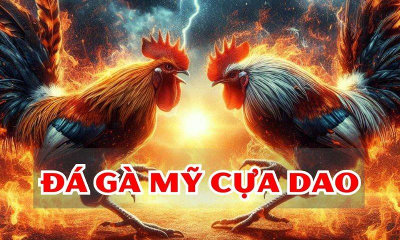 Đá gà cựa dao hấp dẫn