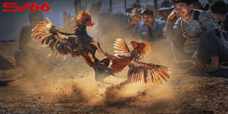 Đá gà trực tiếp SV66 có ưu điểm gì?