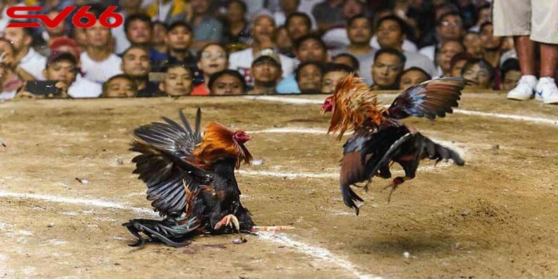 Cược gà phong phú với đa dạng trận đâu