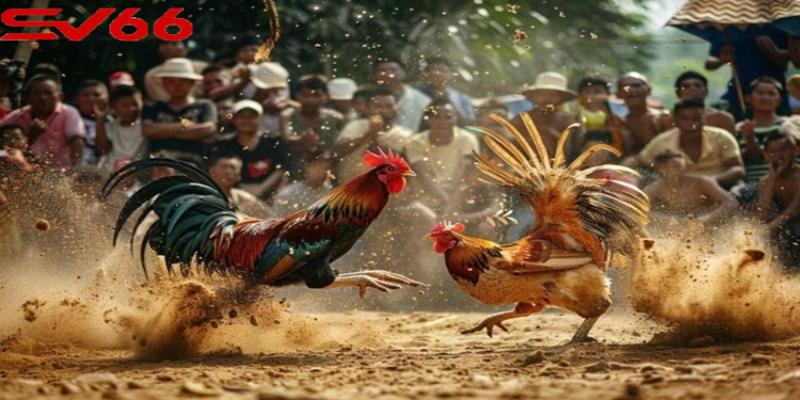 Hướng dẫn cược gà tại nhà cái SV66